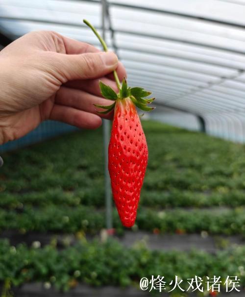 探索荔枝香蕉草莓视频的美味世界