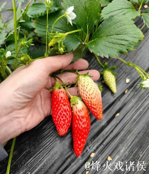 探索荔枝香蕉草莓视频的美味世界